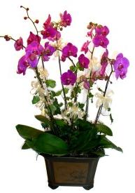 �i�ek sipari�i